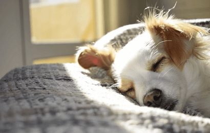 dog sleeping