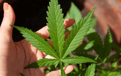 How to Stop Marijuana Addiction