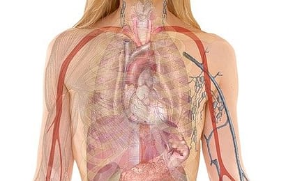 anatomy