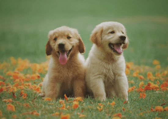 pups