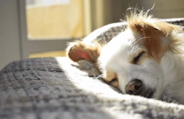 Health Advantages of Having a Dog